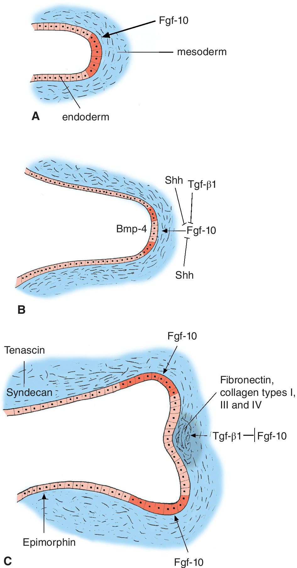 Integumentary System | Veterian Key