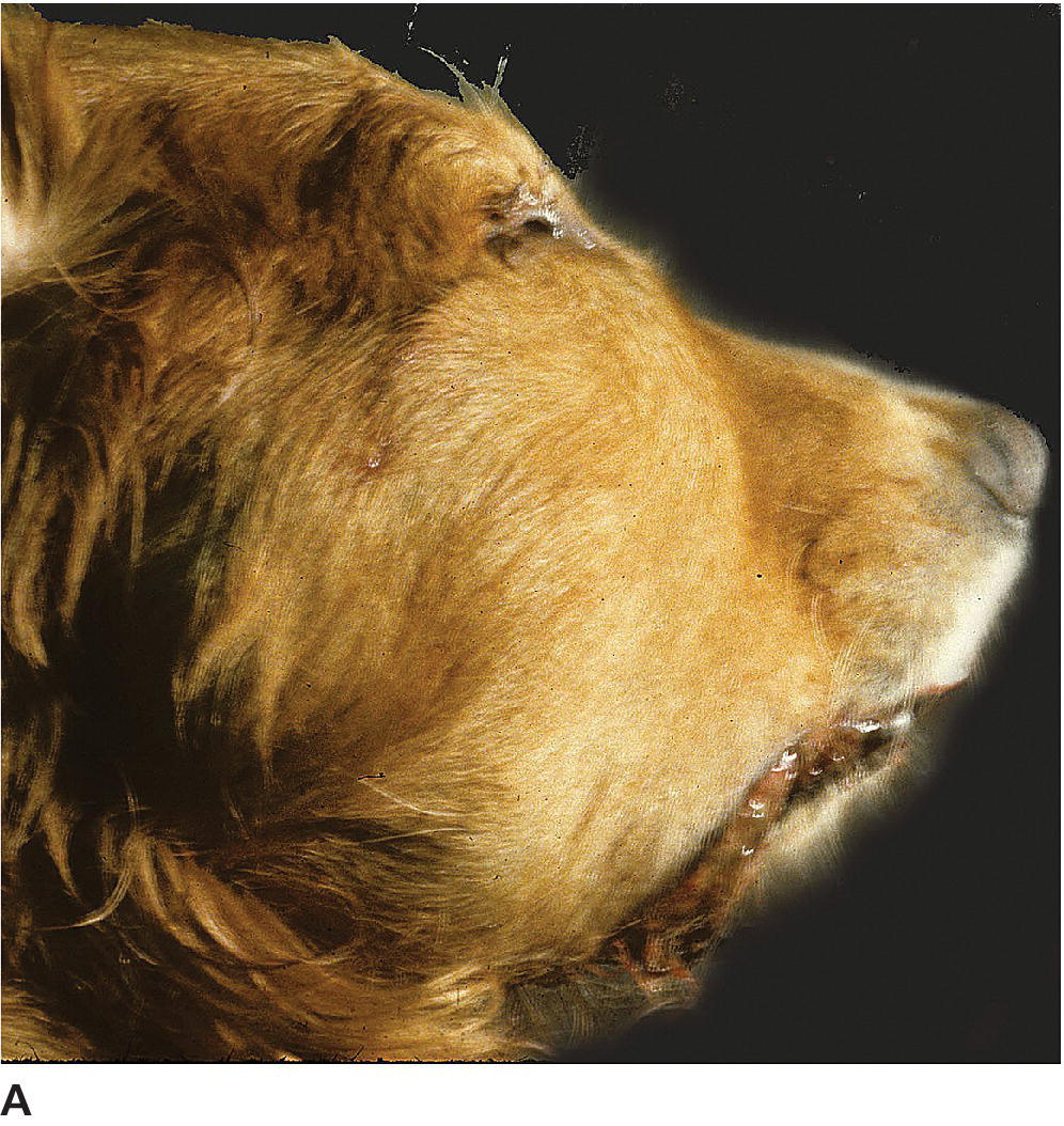 Mesenchymal Tumors Of The Skin And Soft Tissues | Veterian Key