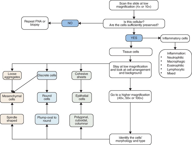 Epithelial Tumours | Veterian Key