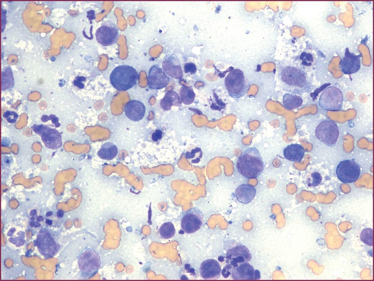 Epithelial Tumours | Veterian Key