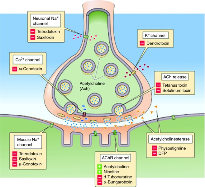 Junctionopathies: Disorders Of The Neuromuscular Junction | Veterian Key