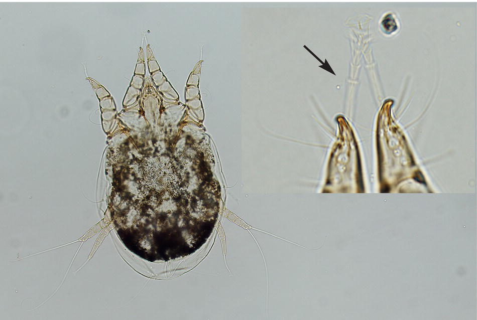 5: Diagnosis Of Arthropod Parasites | Veterian Key