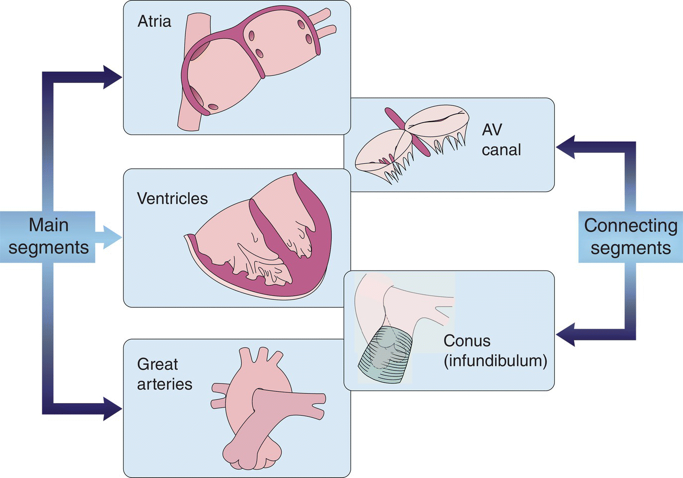 Congenital Heart Disease Classification