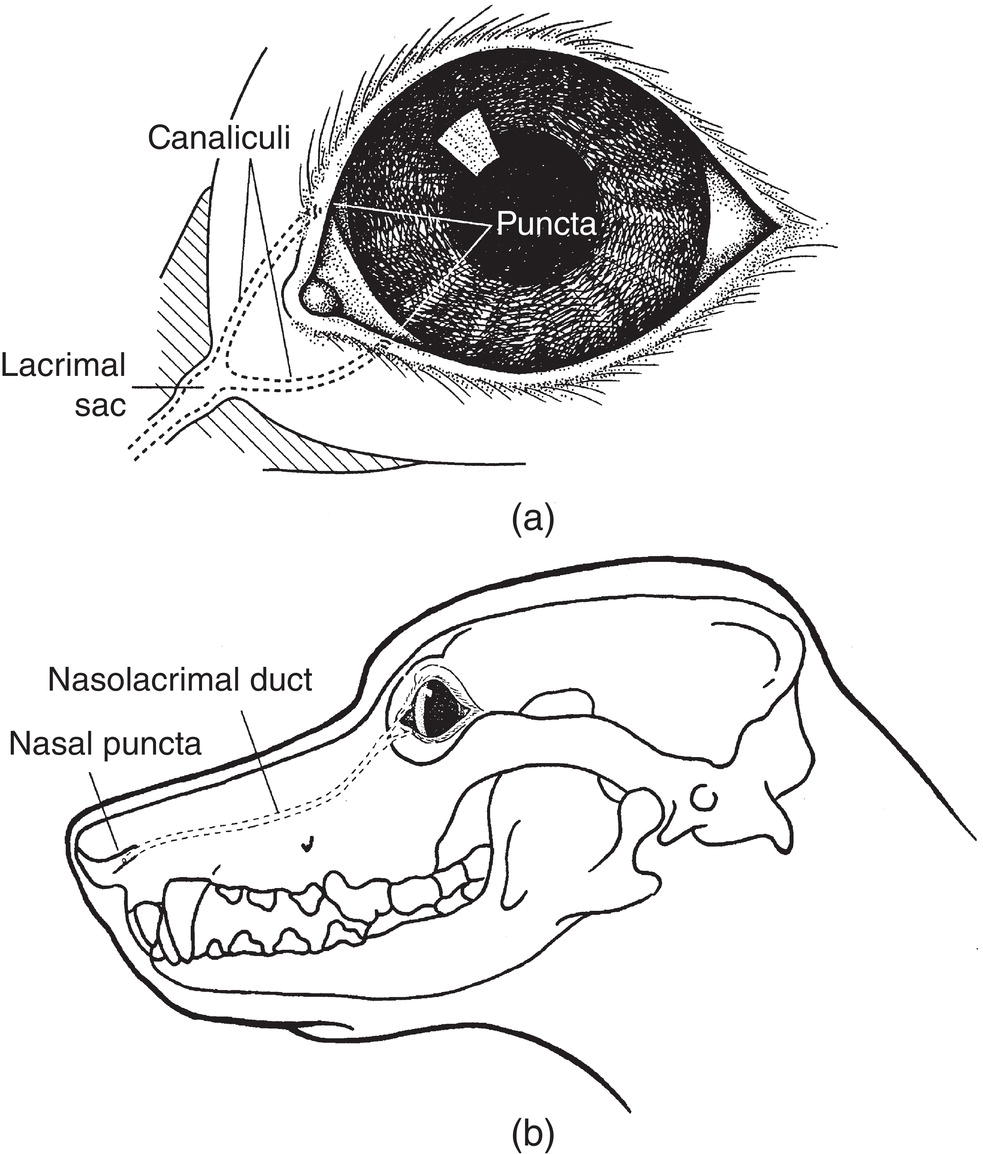 Canine Nasolacrimal And Lacrimal Systems | Veterian Key