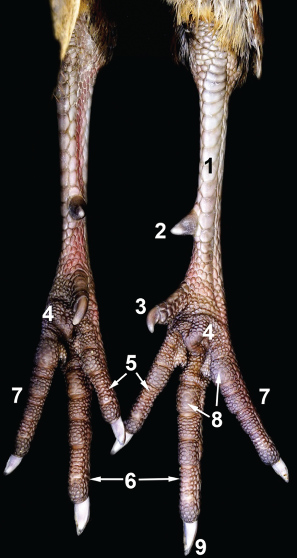 Gamebird Anatomy | Veterian Key