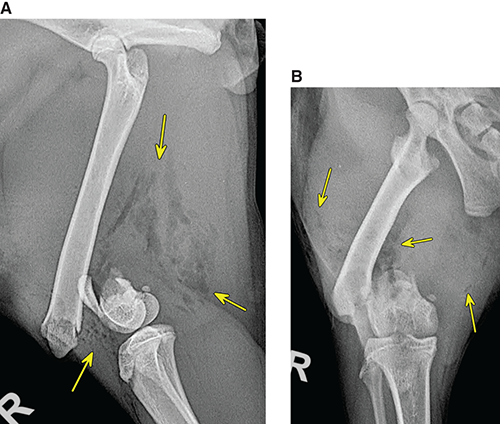 Photograph of open fracture.