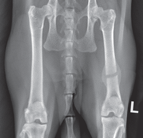 Photograph of delayed union fracture.