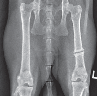 Photograph of nonunion fracture.