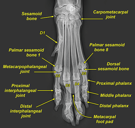 Photograph of normal foot.