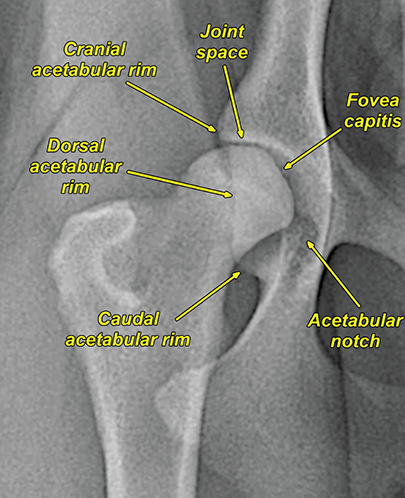 Photograph of normal coxofemoral joint.
