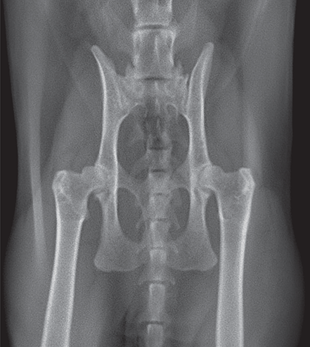 Photograph of normal pelvis.