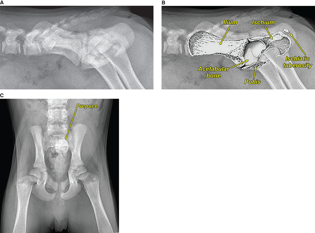 Photograph of normal immature canine pelvis.