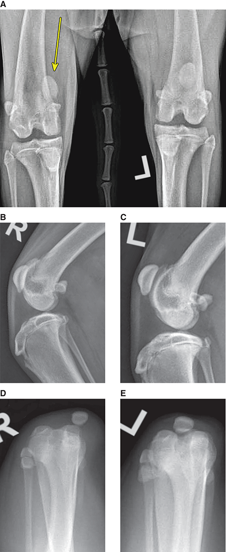 Photograph of medial patellar luxation.