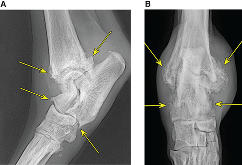 Photograph of degenerative joint disease in the tarsus.