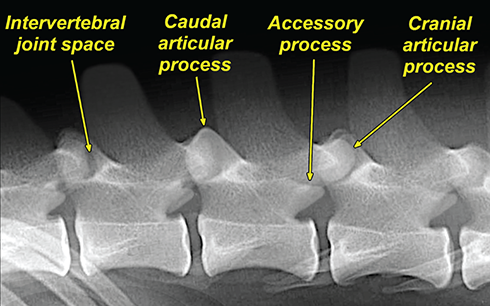 Photograph of normal lumbar vertebrae.