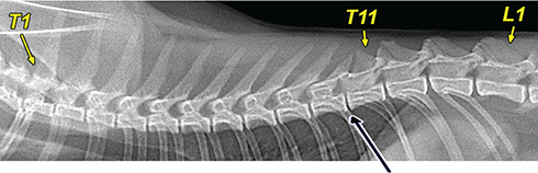 Photograph of normal thoracic vertebrae.