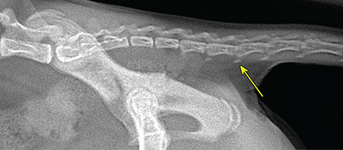 Photograph of normal caudal vertebrae.