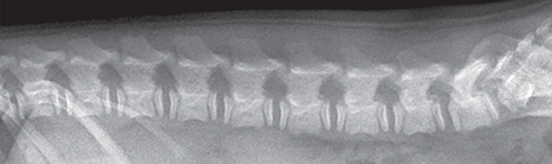 Photograph of normal immature dog spine.
