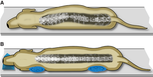 Photograph of positioning for lateral view of the spine.