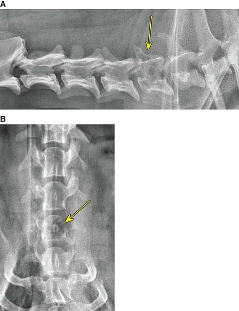 Photograph of vertebral neoplasia.