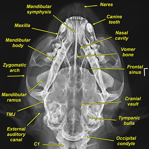 Photograph of normal skull.