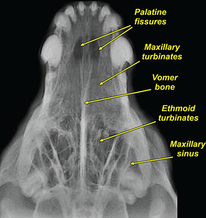 Photograph of normal dog maxilla.