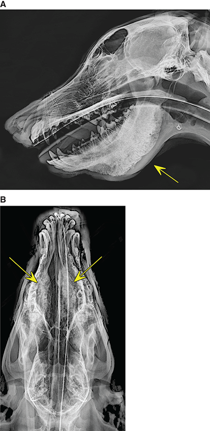 Photograph of cranio­mandibular osteopathy.